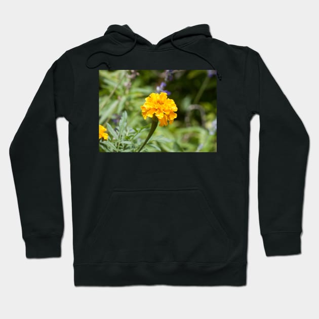 Marigold Hoodie by Jacquelie